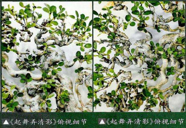 走近继而走进扬派云片式盆景