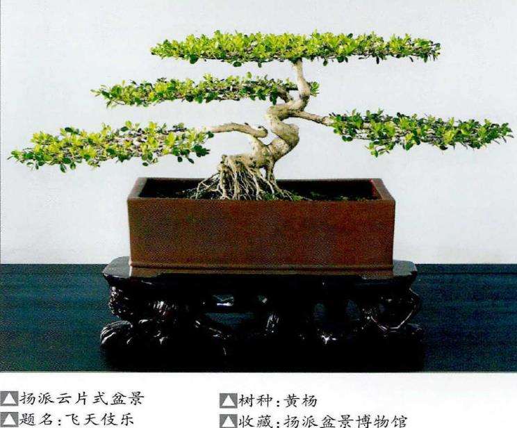 走近继而走进扬派云片式盆景