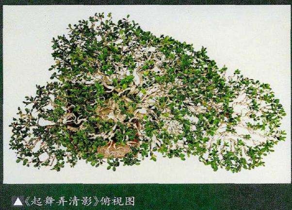 走近继而走进扬派云片式盆景