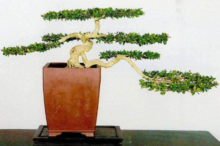 走近继而走进扬派云片式盆景