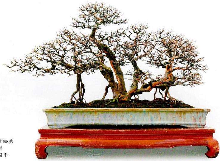 连根丛林盆景欣赏 图片