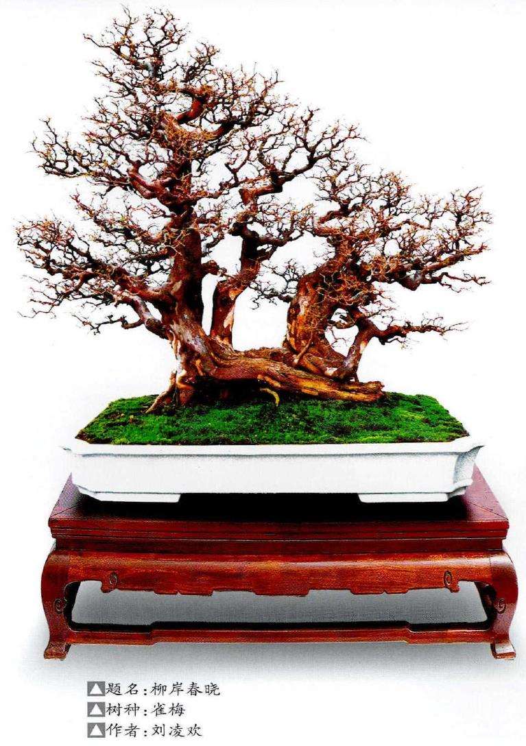 连根丛林盆景欣赏 图片