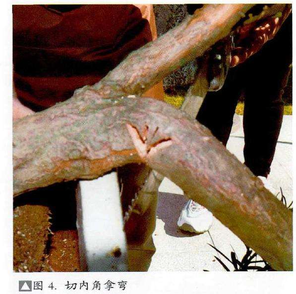 图解 捞月型盆景怎么制作的7个步骤