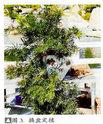 图解 捞月型盆景怎么制作的7个步骤