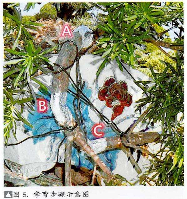 图解 捞月型盆景怎么制作的7个步骤