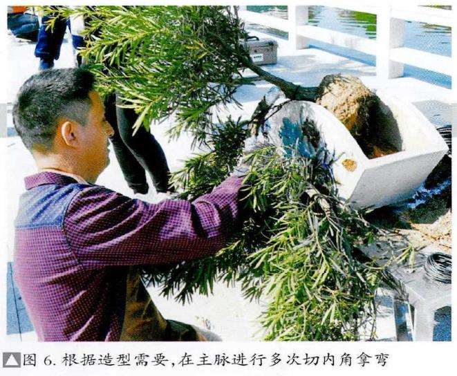 图解 捞月型盆景怎么制作的7个步骤