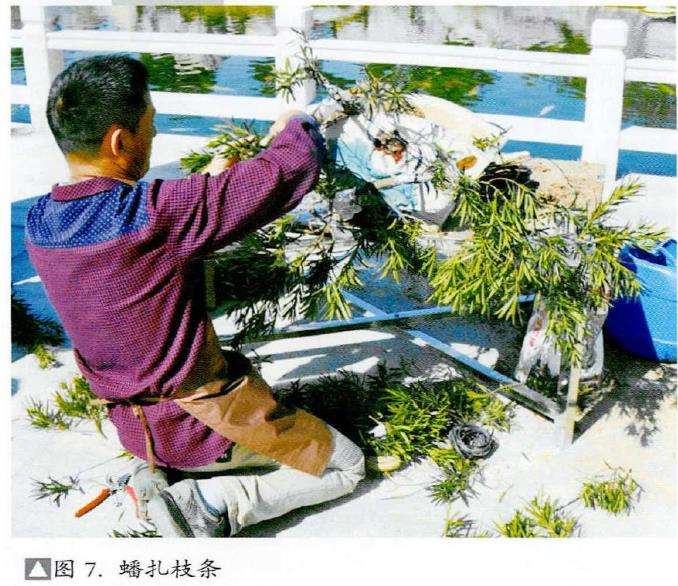 图解 捞月型盆景怎么制作的7个步骤