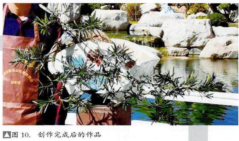 图解 捞月型盆景怎么制作的7个步骤