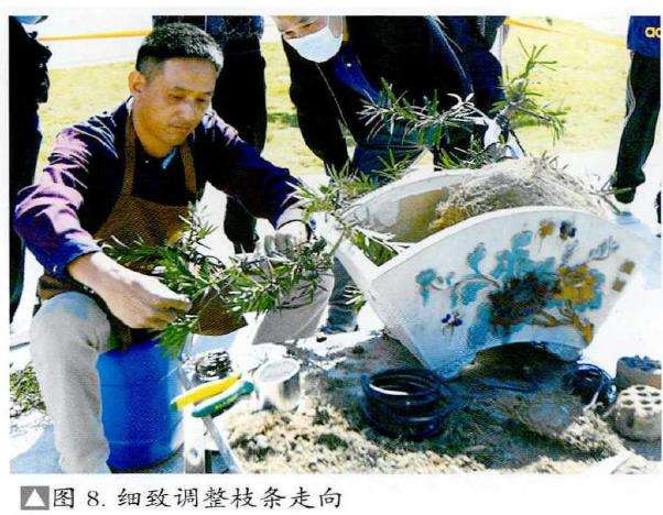 图解 捞月型盆景怎么制作的7个步骤