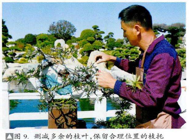 图解 捞月型盆景怎么制作的7个步骤