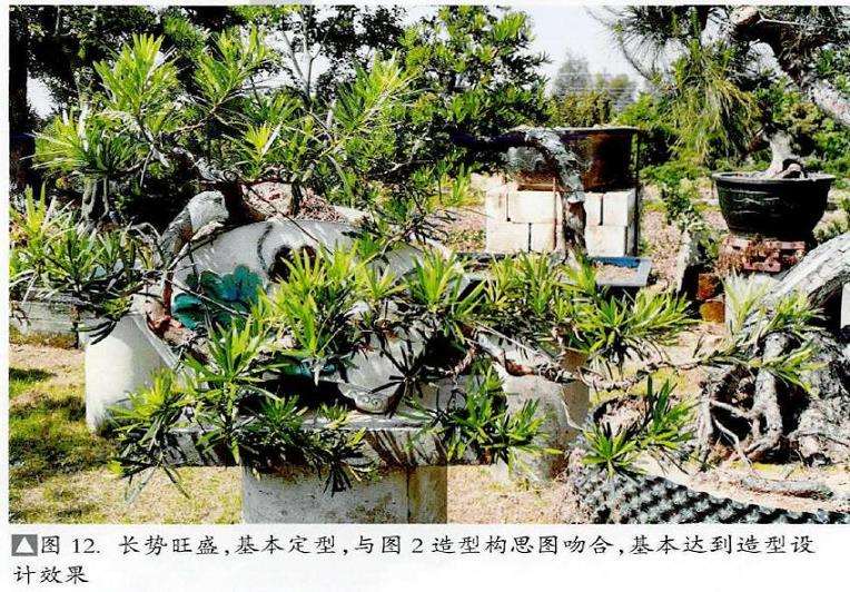 图解 捞月型盆景怎么制作的7个步骤