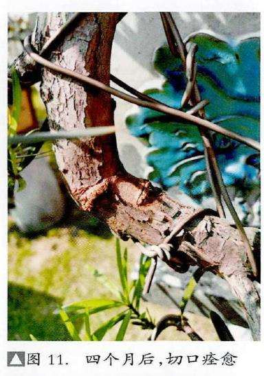 图解 捞月型盆景怎么制作的7个步骤