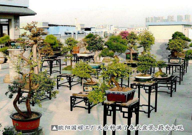 顺德盆景艺术家 欧阳国耀的人生 图片