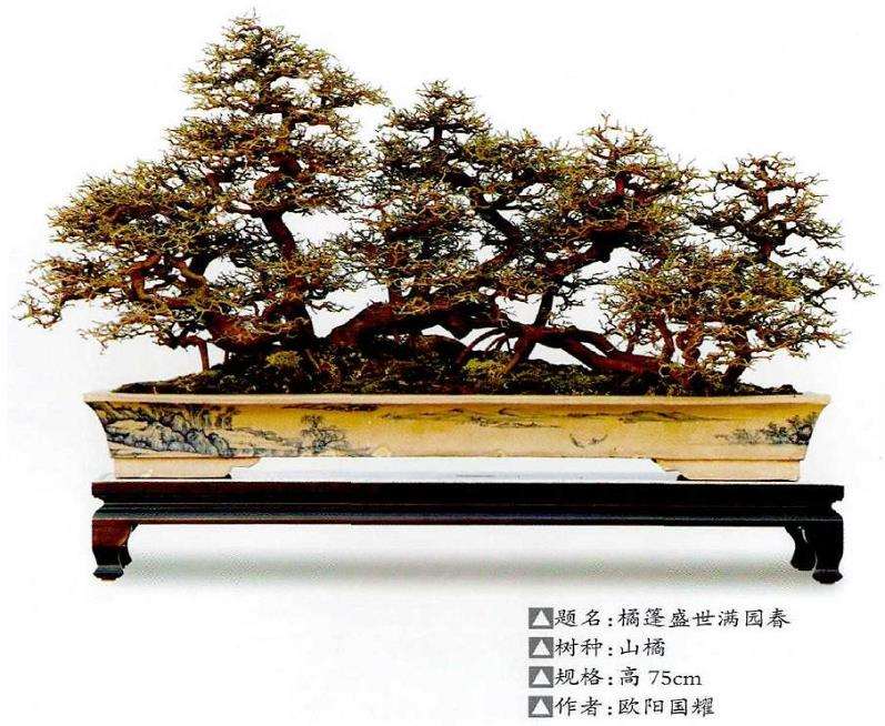 顺德盆景艺术家 欧阳国耀的人生 图片