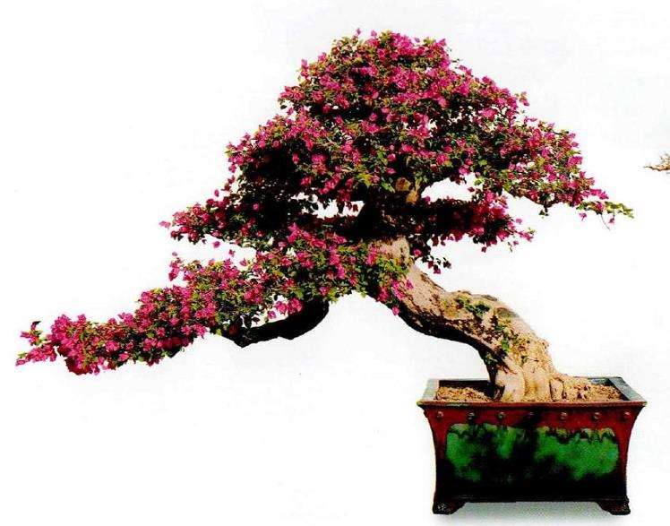 顺德盆景艺术家 欧阳国耀的人生 图片