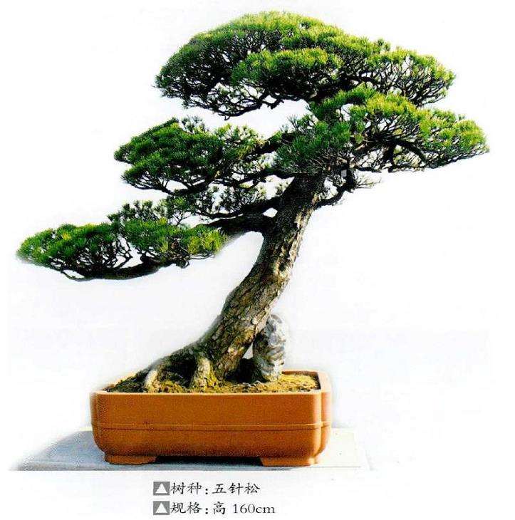 宁波绿野山居景观盆景欣赏 图片