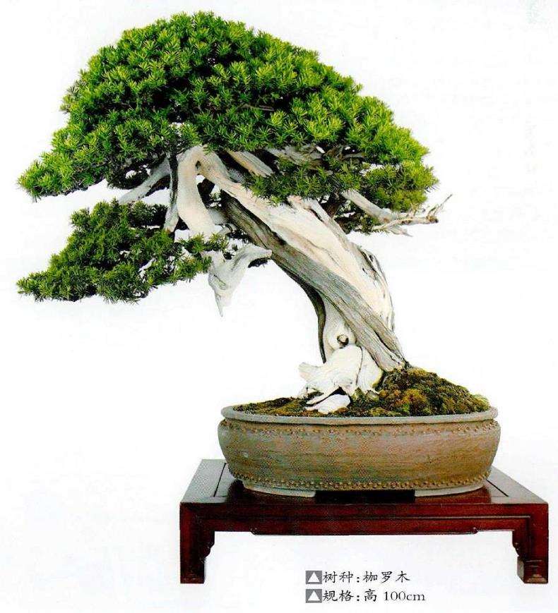 宁波绿野山居景观盆景欣赏 图片