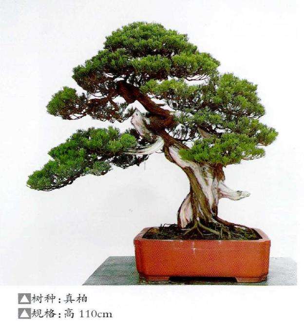 宁波绿野山居景观盆景欣赏 图片