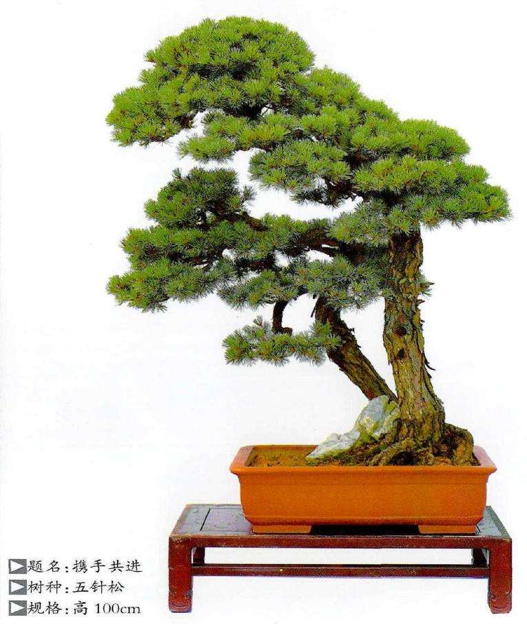 浙江特级盆景艺术大师 杨明来