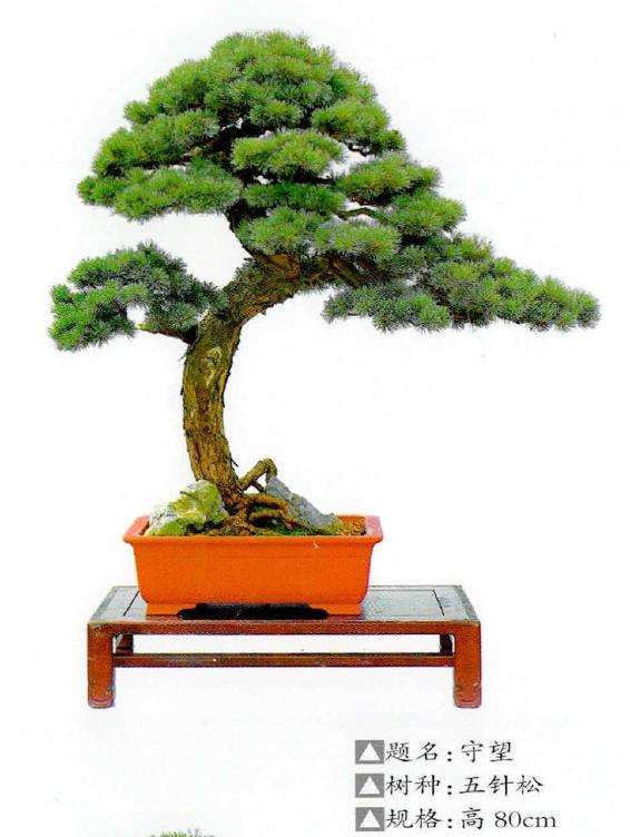 浙江特级盆景艺术大师 杨明来