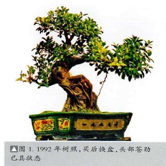 图解 榕树盆景怎么品种改良的5个步骤