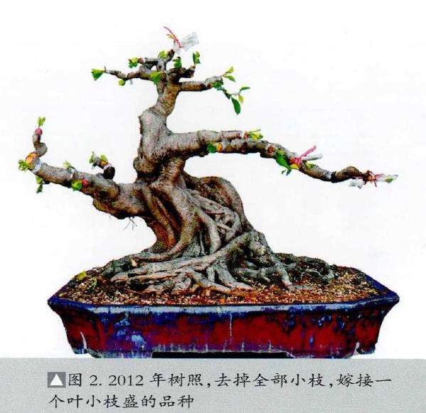 图解 榕树盆景怎么品种改良的5个步骤