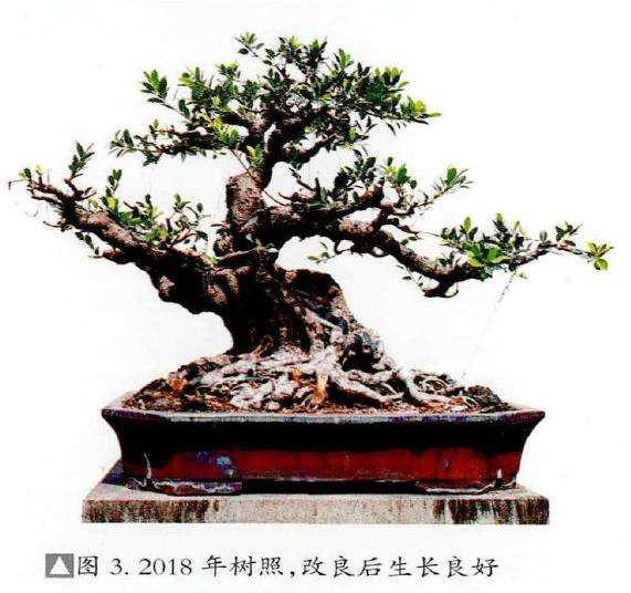 图解 榕树盆景怎么品种改良的5个步骤