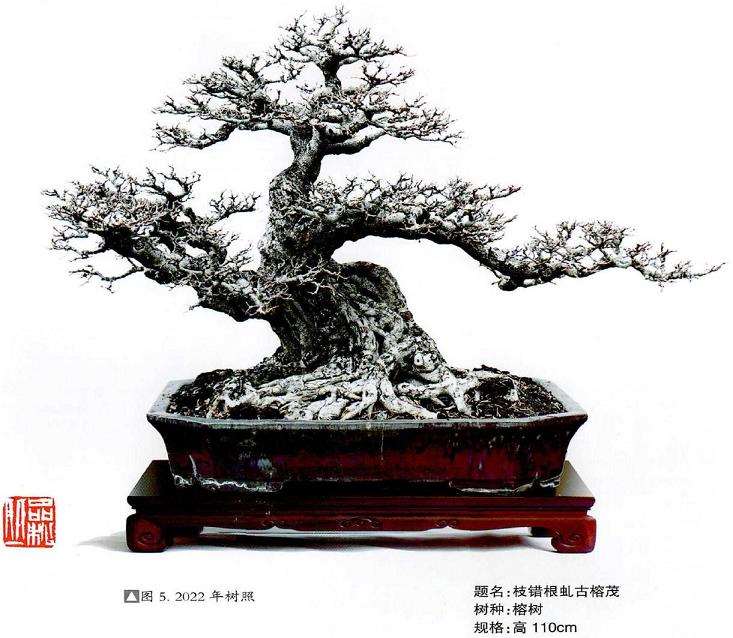 图解 榕树盆景怎么品种改良的5个步骤