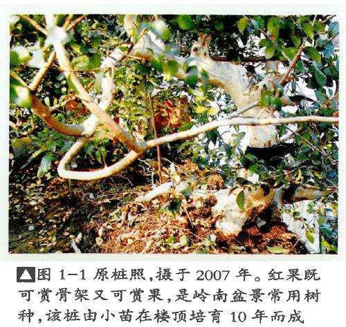 图解 红果盆景《孺子牛》怎么制作的7个步骤