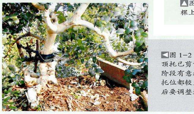 图解 红果盆景《孺子牛》怎么制作的7个步骤