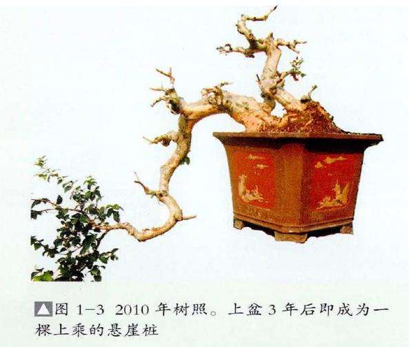 图解 红果盆景《孺子牛》怎么制作的7个步骤