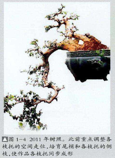 图解 红果盆景《孺子牛》怎么制作的7个步骤