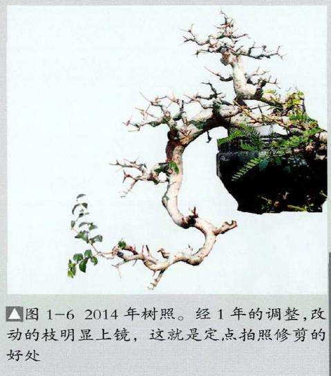 图解 红果盆景《孺子牛》怎么制作的7个步骤