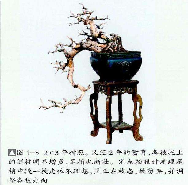 图解 红果盆景《孺子牛》怎么制作的7个步骤