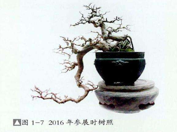 图解 红果盆景《孺子牛》怎么制作的7个步骤