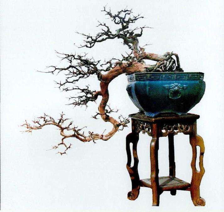 图解 红果盆景《孺子牛》怎么制作的7个步骤