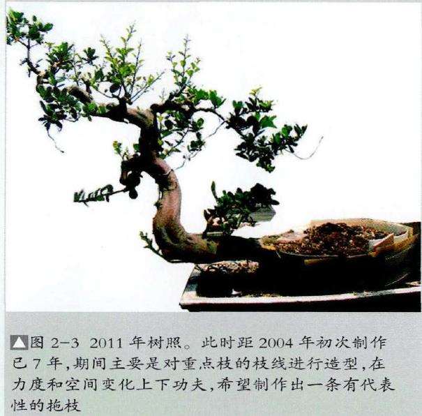 图解 山橘盆景《飞天》怎么制作的7个步骤