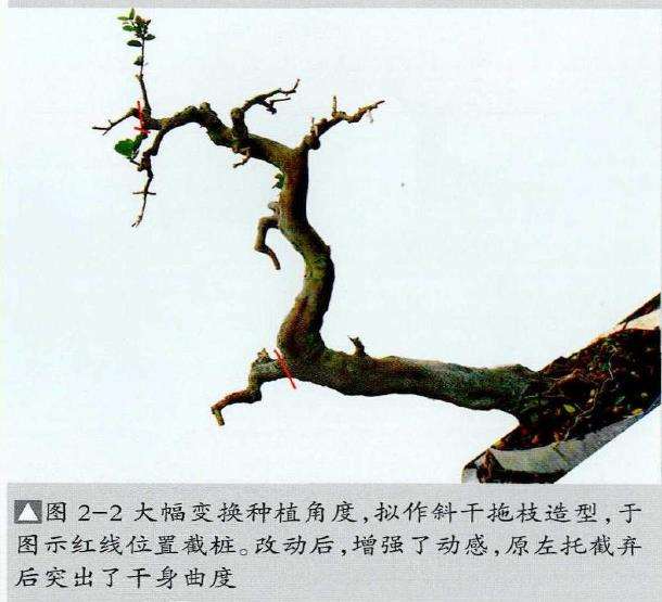 图解 山橘盆景《飞天》怎么制作的7个步骤