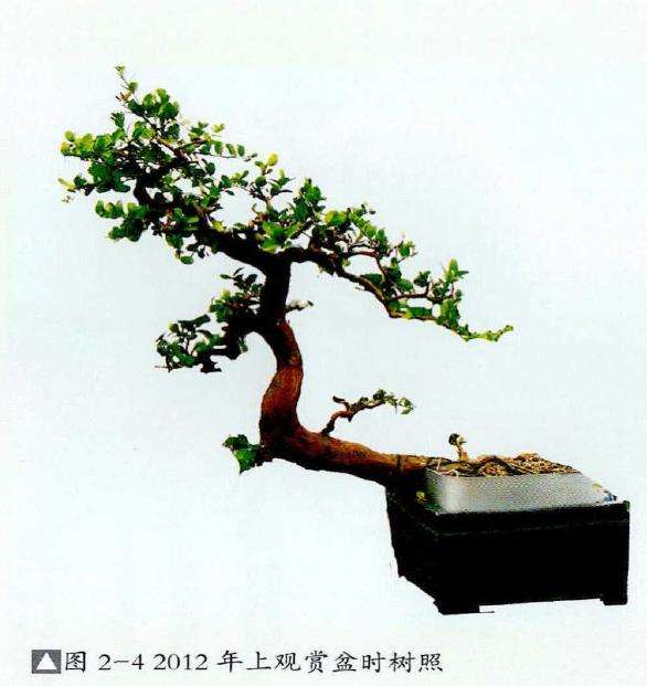 图解 山橘盆景《飞天》怎么制作的7个步骤