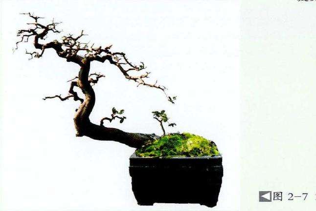 图解 山橘盆景《飞天》怎么制作的7个步骤