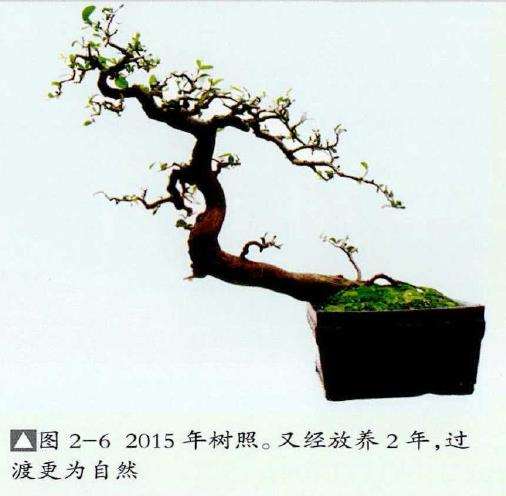 图解 山橘盆景《飞天》怎么制作的7个步骤