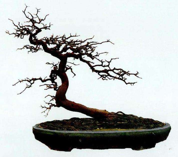 图解 山橘盆景《飞天》怎么制作的7个步骤