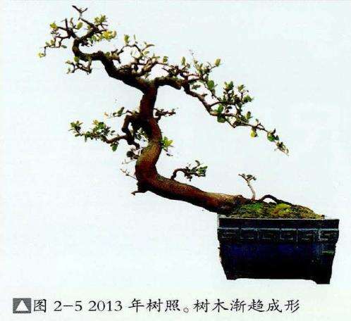 图解 山橘盆景《飞天》怎么制作的7个步骤