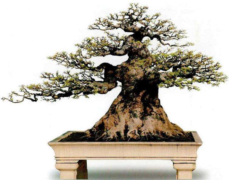 岭南盆景怎么内外兼修的5个方法