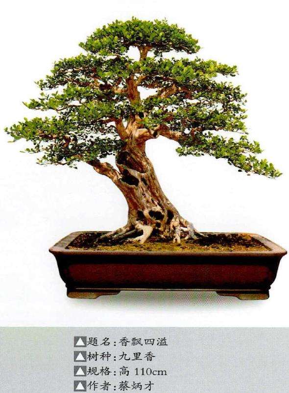 岭南盆景怎么枝条处理的5个方法