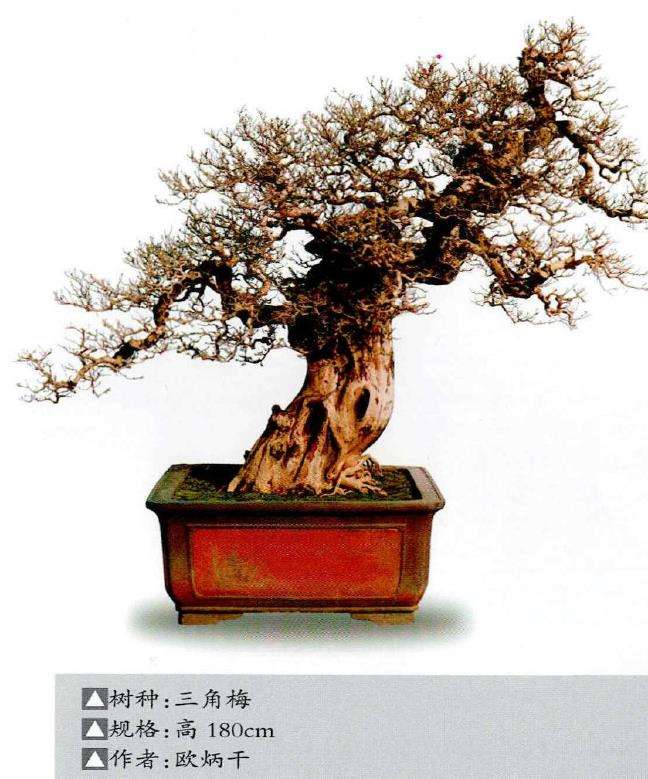 岭南盆景怎么枝条处理的5个方法