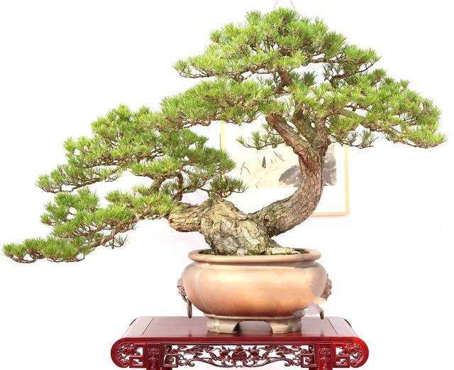 第五届中国盆景评比展览在苏州虎丘举办