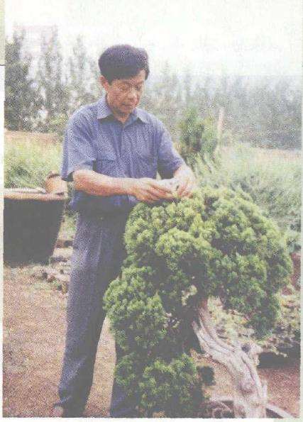 济南花卉盆景协会副理事长 梁玉庆