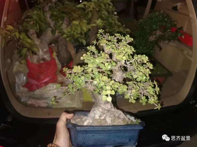 图解 矮霸金枝玉叶盆景怎么培养的18个步骤