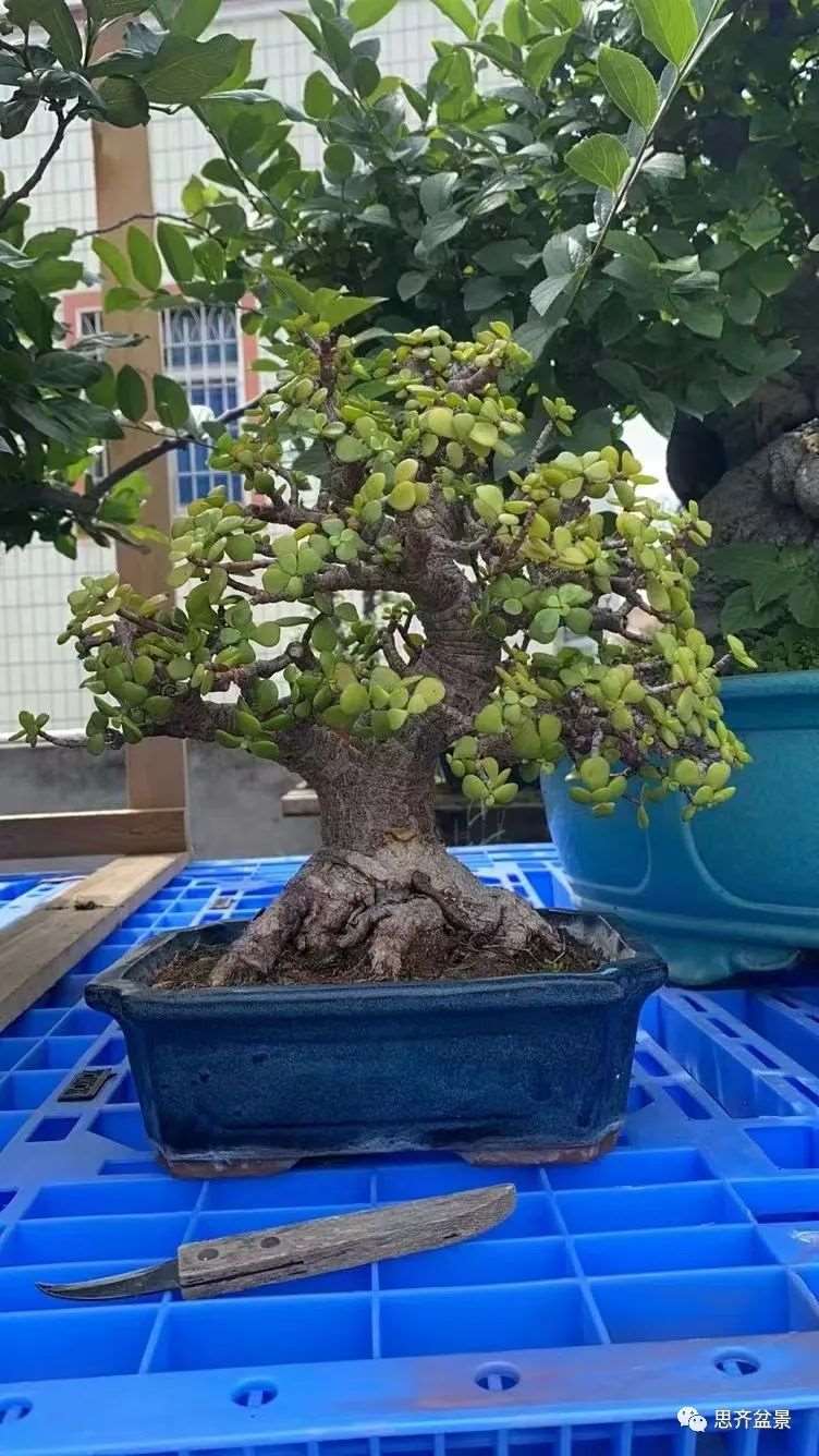 图解 矮霸金枝玉叶盆景怎么培养的18个步骤
